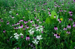 Belmont Prairie