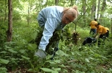 Removing Plants in the Forest