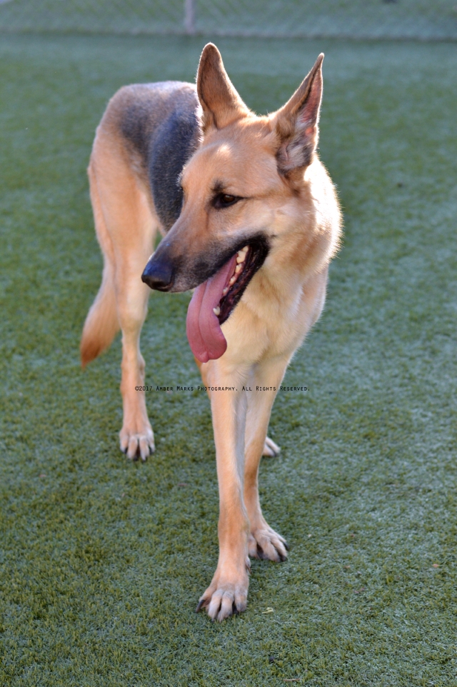 German shepherd rescue 2024 indy indianapolis in