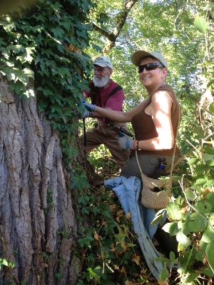 Pulling Ivy at Turtle Flats